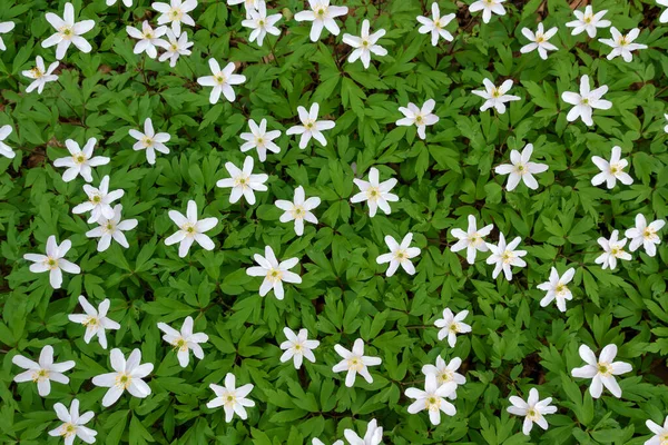 Цветущие Белые Кусты Густыми Зелеными Сверху — стоковое фото