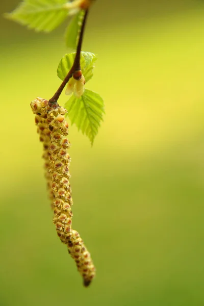 Krásný Botanický Záběr Přírodní Tapety — Stock fotografie