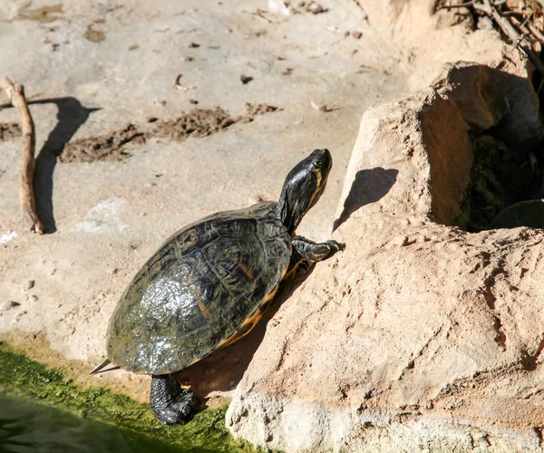 Черепаха Выходит Воды — стоковое фото