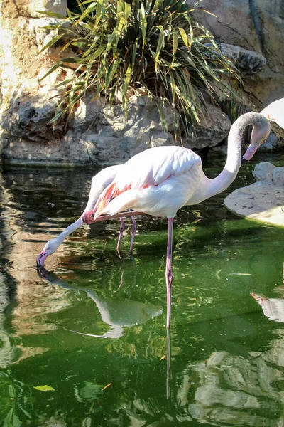 Flamingos Wasser — Stockfoto