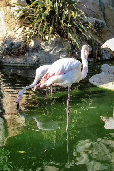 Flamingos Water — Stock Photo, Image