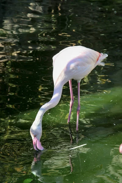 Flamingos Water — Stock Photo, Image