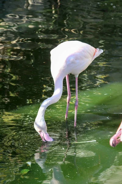 Flamingos Water — Stock Photo, Image