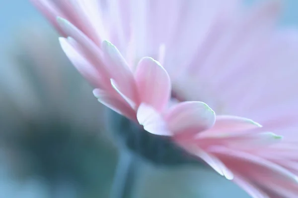 Nahaufnahme Der Gerbera Blume Auf Dem Hintergrund — Stockfoto