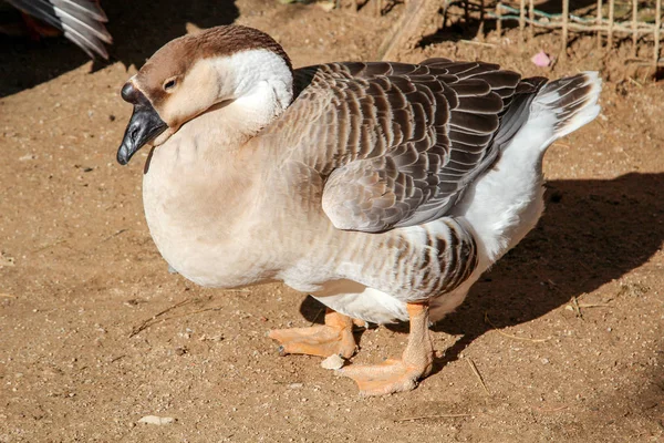 Portrait Hump Goose — Stock Photo, Image