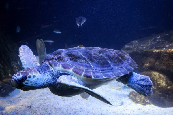 Tortuga Marina Agua — Foto de Stock