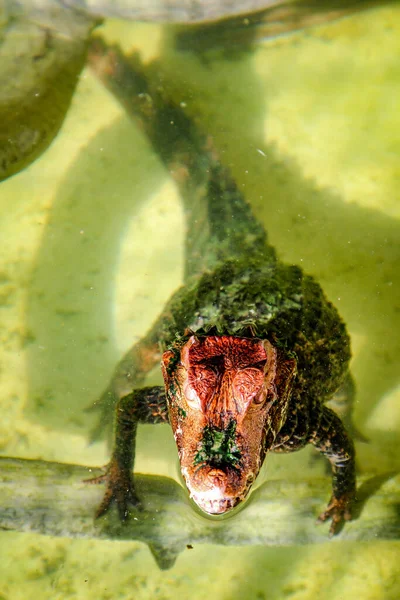 Fiatal Krokodilok Aligátorok Aligátorok — Stock Fotó