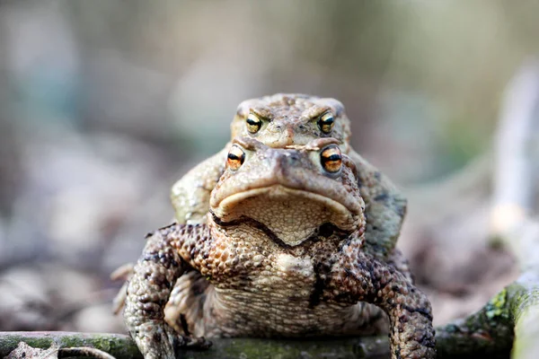 Paddan Paddan Våren — Stockfoto