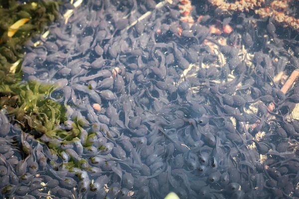 Tadpoles Pond — Zdjęcie stockowe