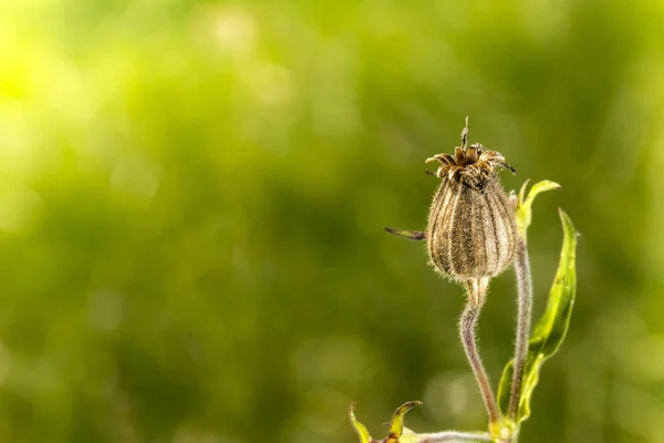 Cápsula Semillas Una Planta Comino Con Espacio Libre Texto Fondo — Foto de Stock