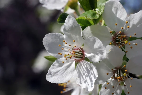 Zblízka Ovoce Květů Nejranější Jarní — Stock fotografie