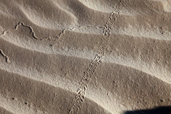 Texturas Viento Sobre Arena Sahara — Foto de Stock