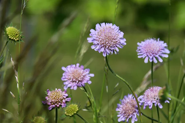 Coloridas Flores Que Crecen Aire Libre —  Fotos de Stock