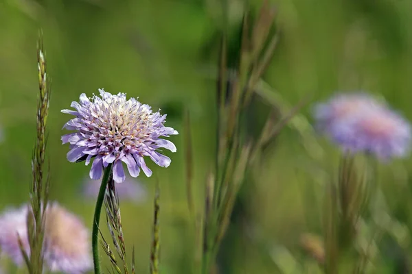 Coloridas Flores Que Crecen Aire Libre —  Fotos de Stock