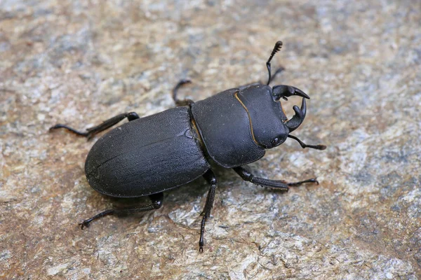 Makró Férfi Balking Bleder Dorcus Párhuzamos Ipipipedus — Stock Fotó