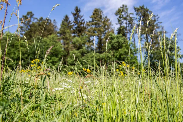 Letní Květinová Louka Okraji Lesa — Stock fotografie