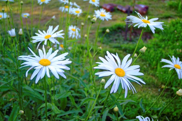 Garden Daisies Green Grass Background Russia — Stock Photo, Image