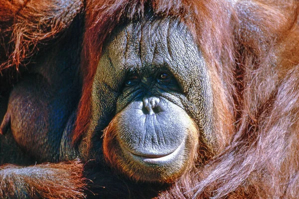 Avvicinamento Orango — Foto Stock