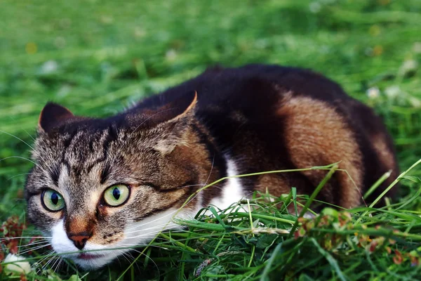Liten Katt Höet Strax Före Attacken Katt Jakt — Stockfoto