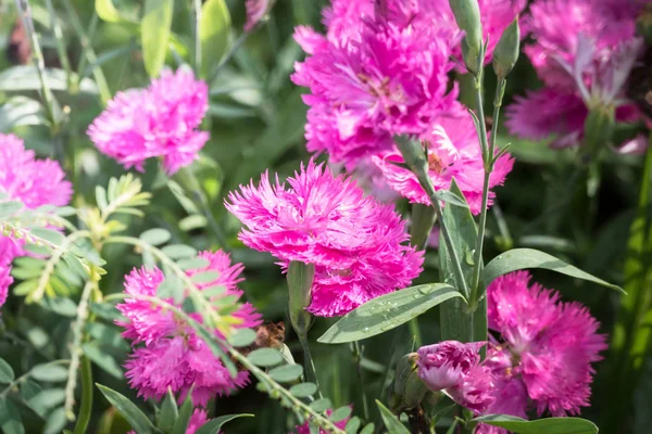 色とりどりの花の背景イメージ 背景自然 — ストック写真