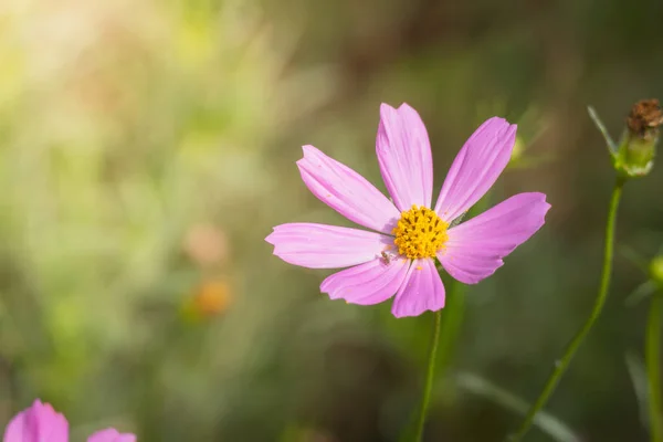 Image Fond Des Fleurs Colorées Fond Nature — Photo