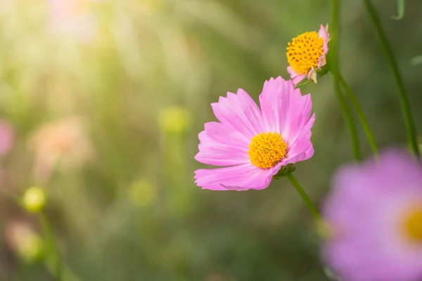 Image Fond Des Fleurs Colorées Fond Nature — Photo