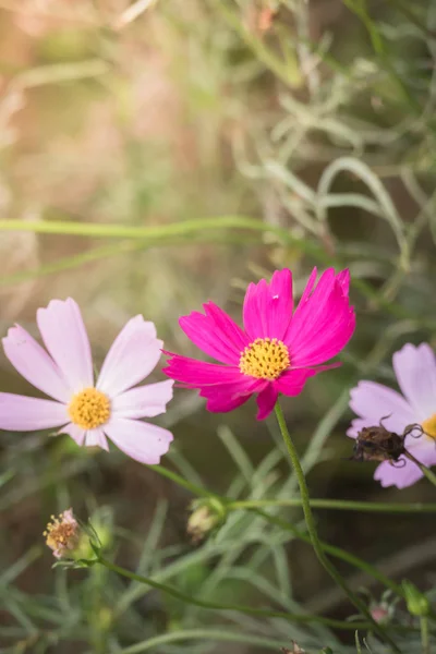 Image Fond Des Fleurs Colorées Fond Nature — Photo