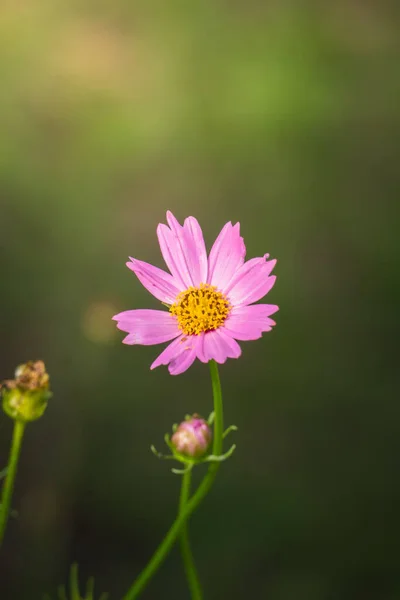 Image Fond Des Fleurs Colorées Fond Nature — Photo