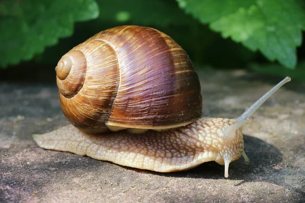 Viñedo Caracol Helix Pomatia Como Primer Plano — Foto de Stock