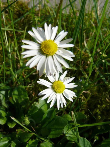 Gänseblümchen Feilen Blüten Sommerflora — Stockfoto