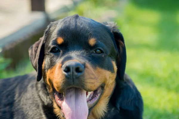 Portret Rottweilera Zewnątrz Zielona Trawa Tle — Zdjęcie stockowe