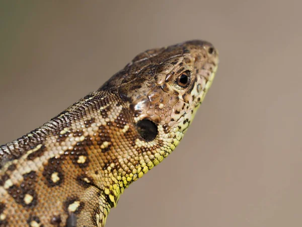 Gros Plan Lézard — Photo