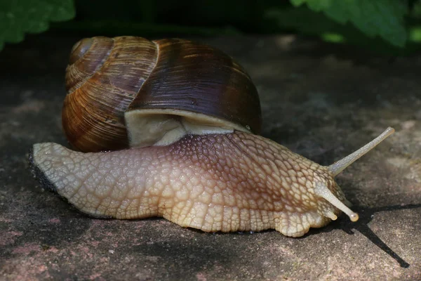 Breathing Hole Vineyard Snail Helix Pomatia — Stock Photo, Image