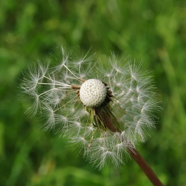 Zbliżenie Kwitnącego Mniszka Lekarskiego Roślinnego Pusteblume — Zdjęcie stockowe