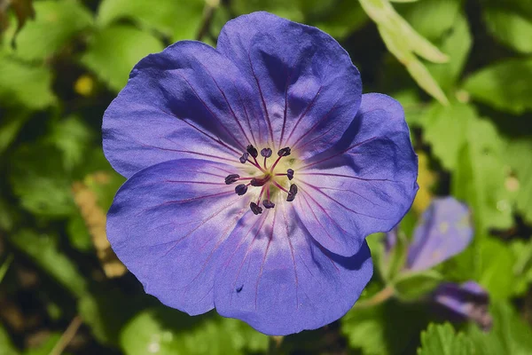 Flor Hibisco Azul —  Fotos de Stock