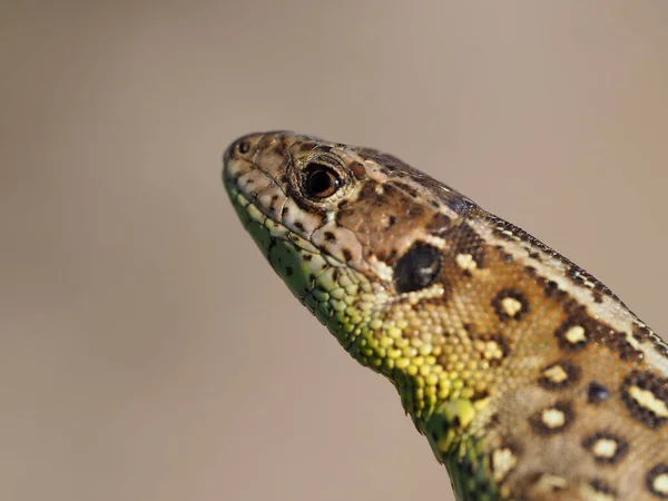 Lagarto Vida Silvestre Reptil — Foto de Stock