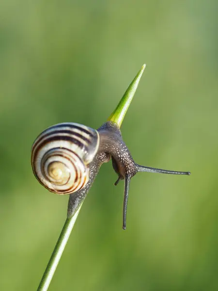 Slow Snail Slimy Animal — Stock Photo, Image