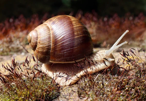 Vineyard Snail Helix Pomatia Moos — Stock Photo, Image