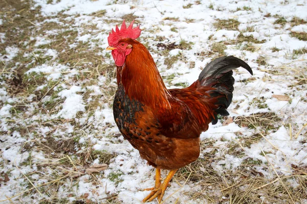 Kakas Csirkék Megfelelő Hozzáállással — Stock Fotó