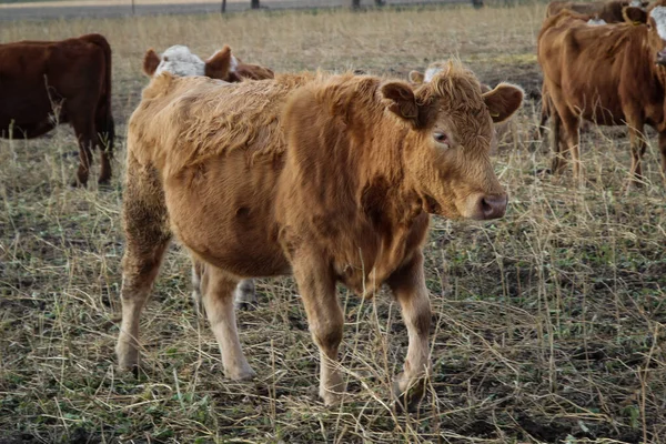 Коровы Коровы Скоты Пастбищах — стоковое фото