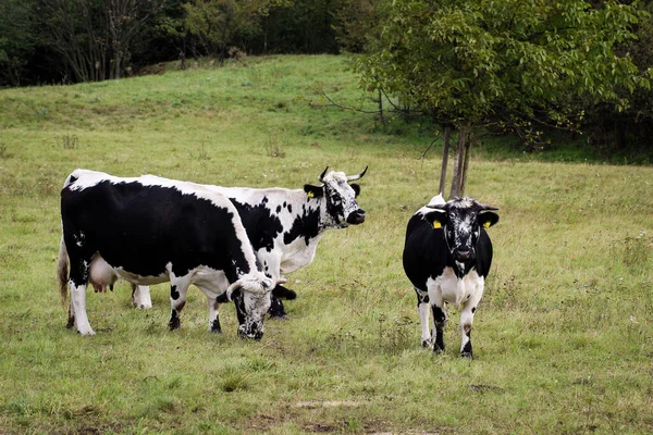 Vacas Vacas Ganado Pasto — Foto de Stock