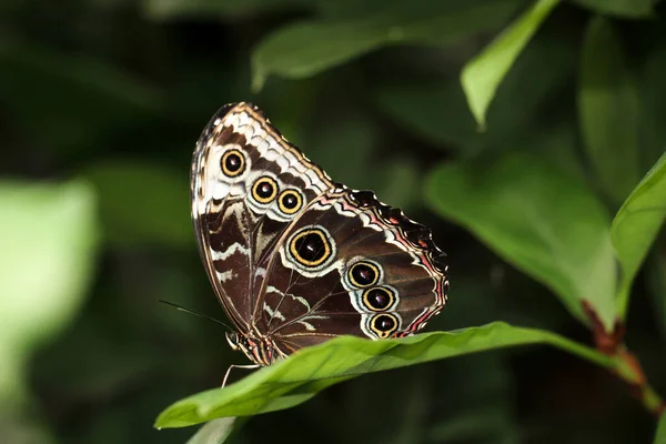 Caligo Atreus Papillon Banane Bleue Costa Rica — Photo