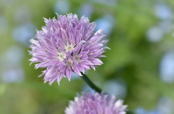 Piękne Botaniczne Ujęcie Naturalna Tapeta — Zdjęcie stockowe