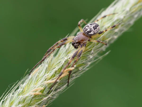 Araña Cruzada Insecto Araña Espeluznante —  Fotos de Stock