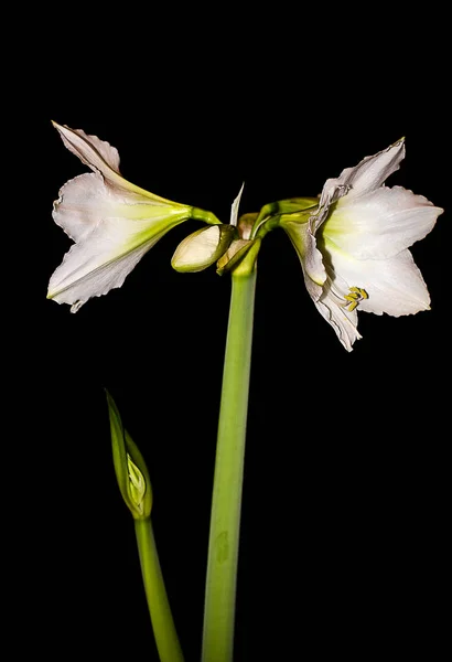 Blanco Primavera Nevada Flores Flora —  Fotos de Stock
