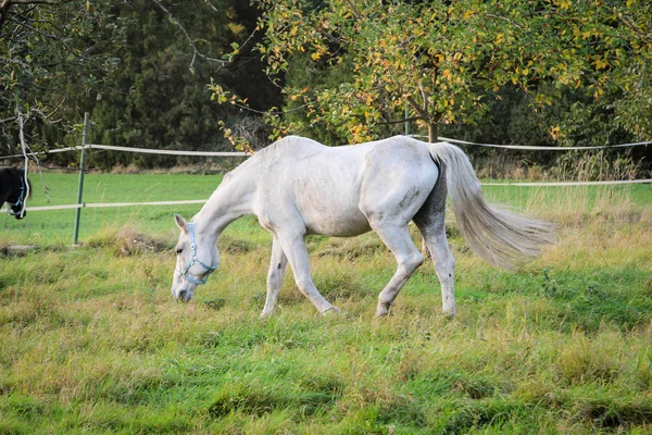門の中のパドックの馬 — ストック写真