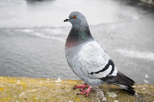 Pombo Pombos Uma Parede — Fotografia de Stock