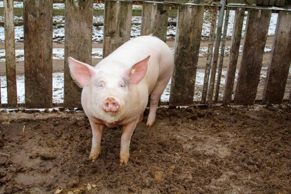 Pig Pigs Appropriate Attitude — Stock Photo, Image