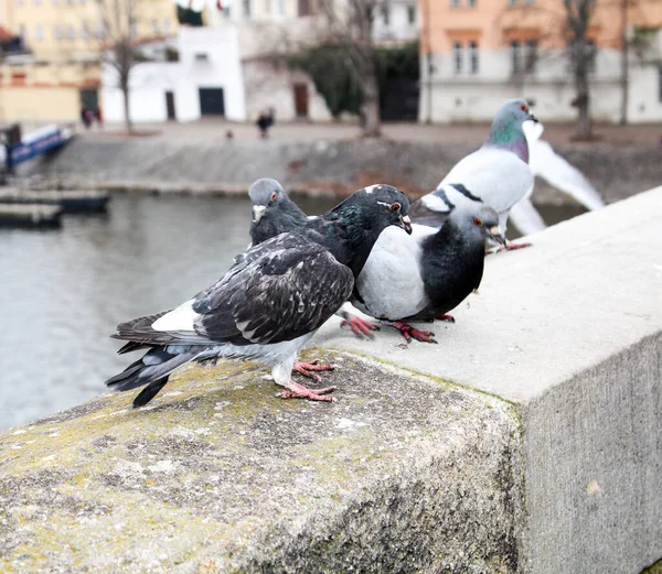 Pigeon Pigeons Sur Mur — Photo