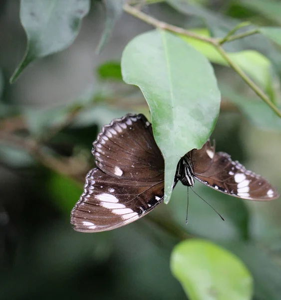 Noyau Euploea Papillon Inoxydable Nymphalidae — Photo